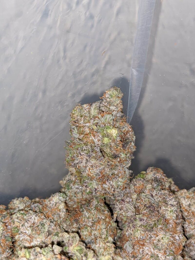 Greenfarm’s Holy Grail - Image 4