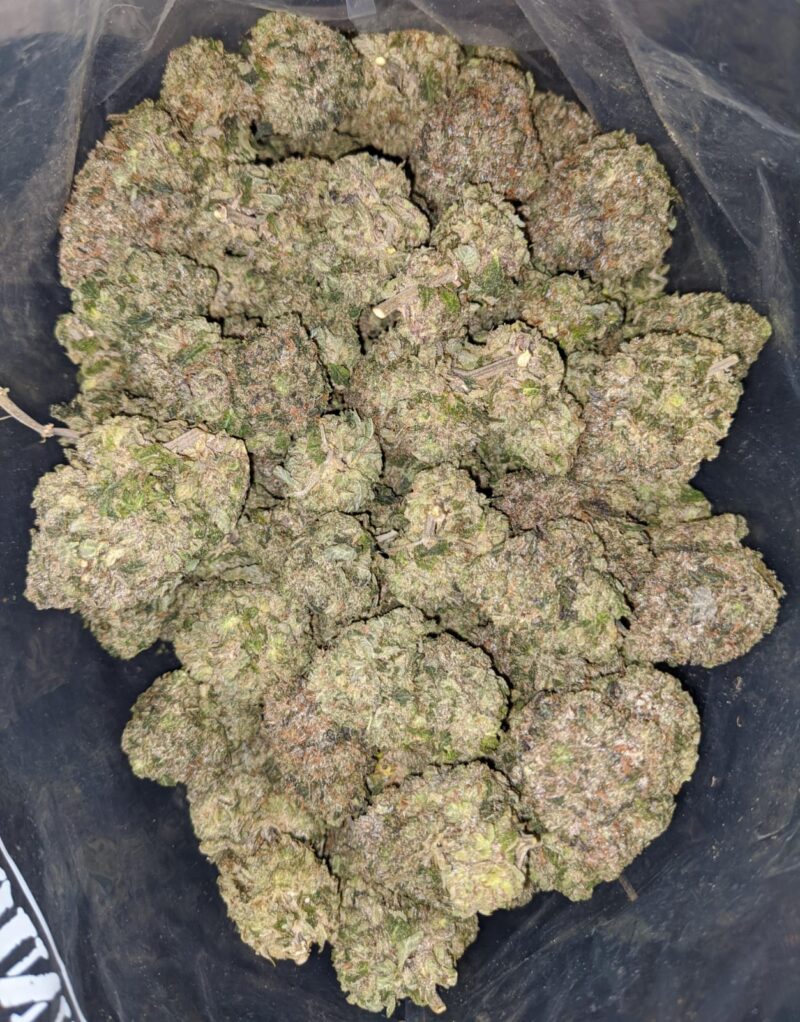 Greenfarm’s Pink Rockstar - Image 6