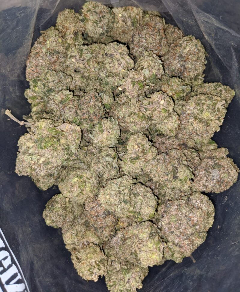 Greenfarm’s Pink Rockstar - Image 5