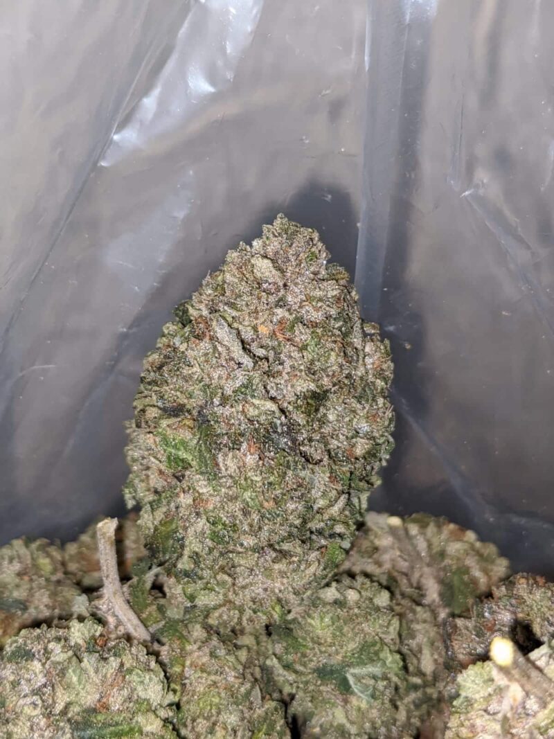 Greenfarm’s Pink Rockstar - Image 4