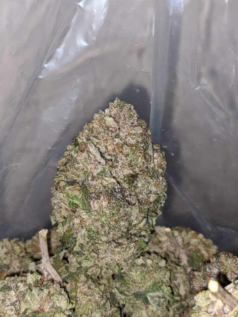 Greenfarm’s Pink Rockstar - Image 7