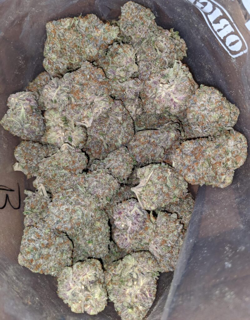 Greenfarm’s Rockstar - Image 4