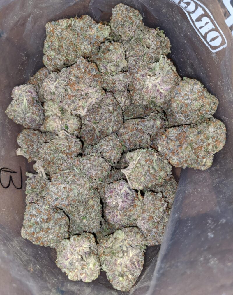 Greenfarm’s Rockstar - Image 7
