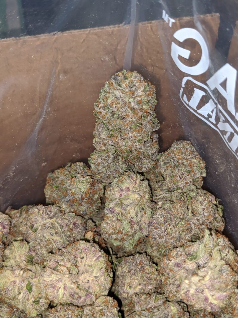 Greenfarm’s Rockstar - Image 6