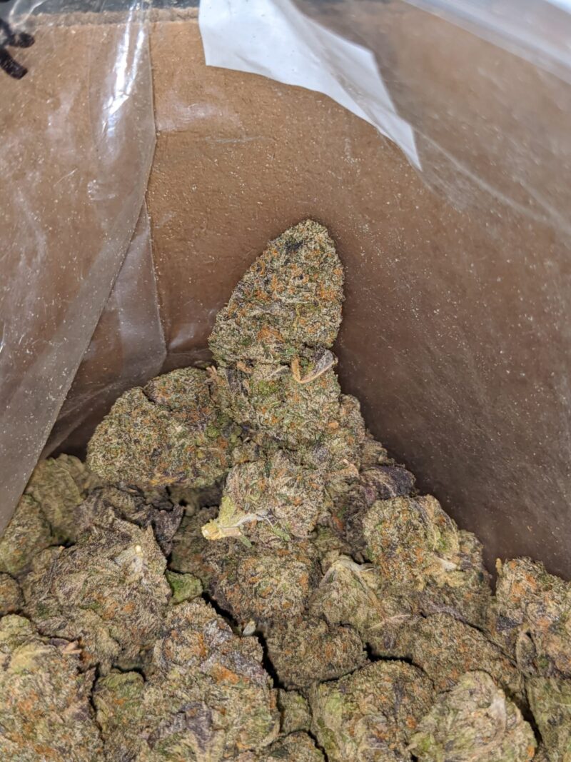 Gruntz - Image 7