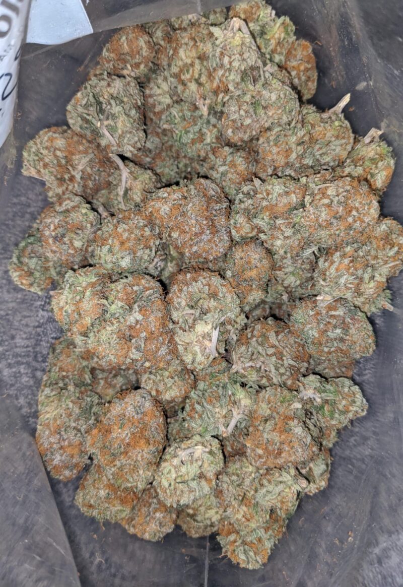 Honey Bunz - Image 6