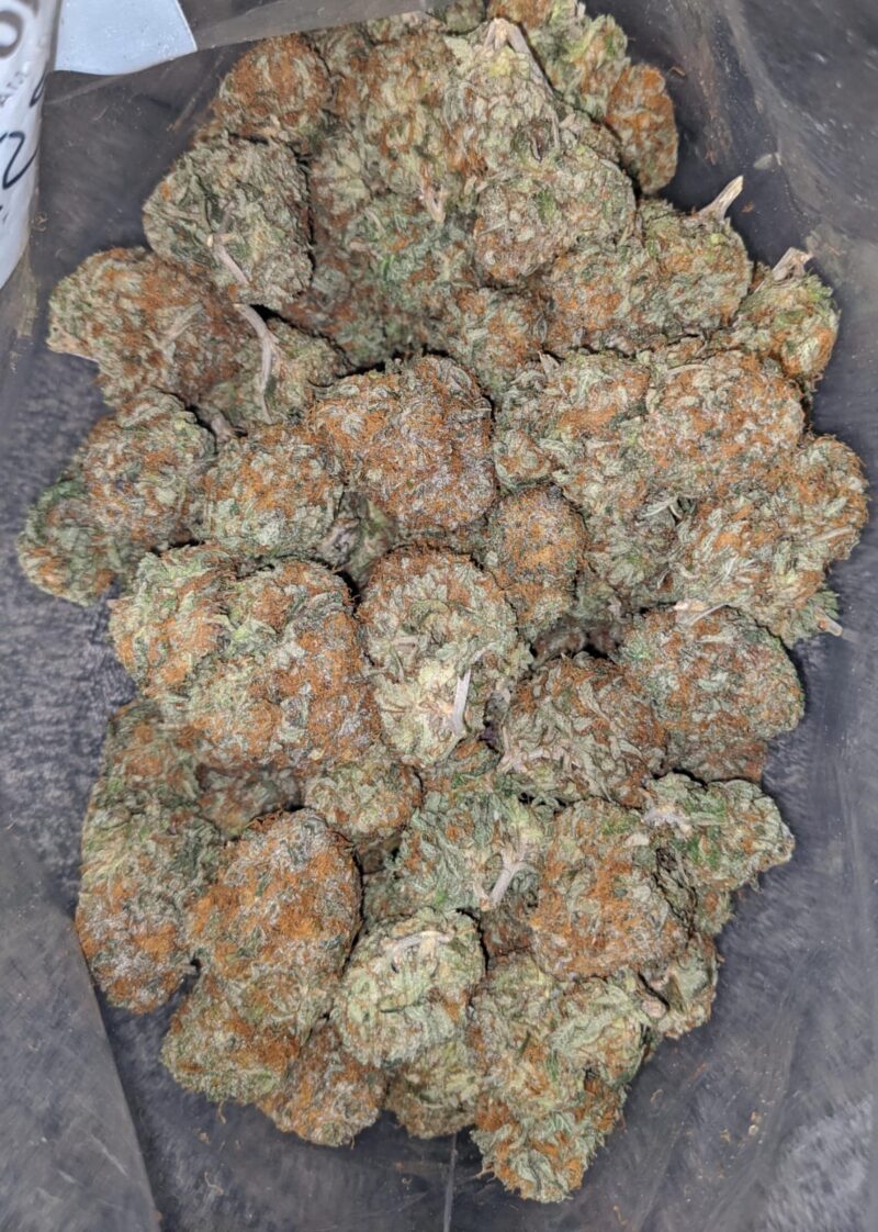 Honey Bunz - Image 5