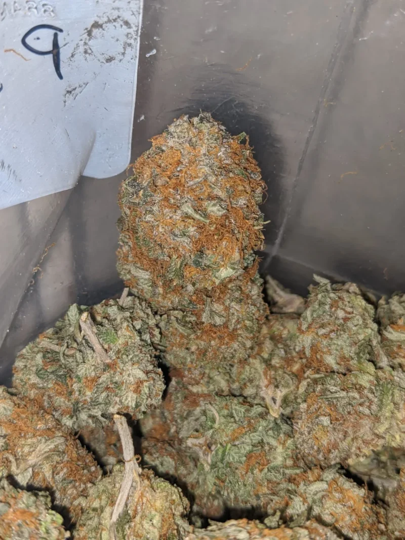 Honey Bunz - Image 7