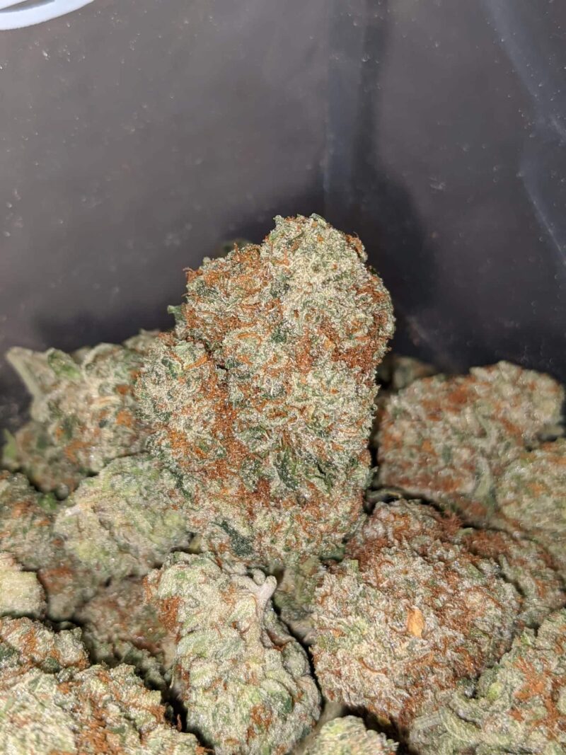 $ 66 Oz – Huckleberry - Image 7