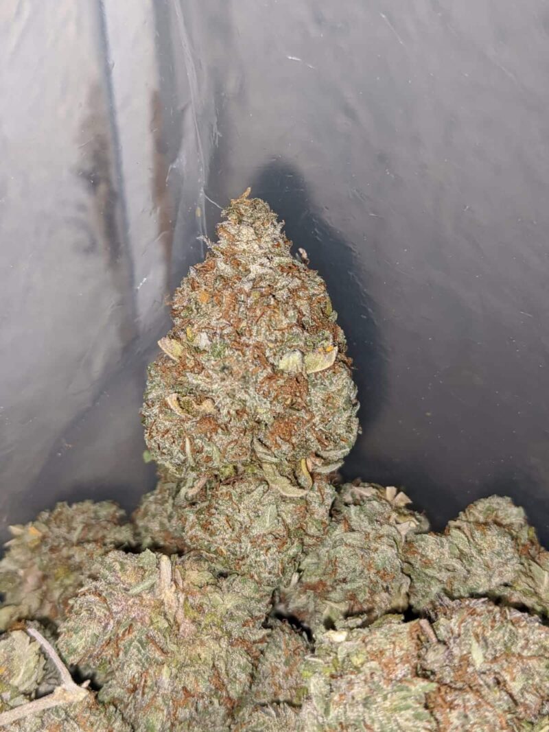 Ice Kush - Image 4
