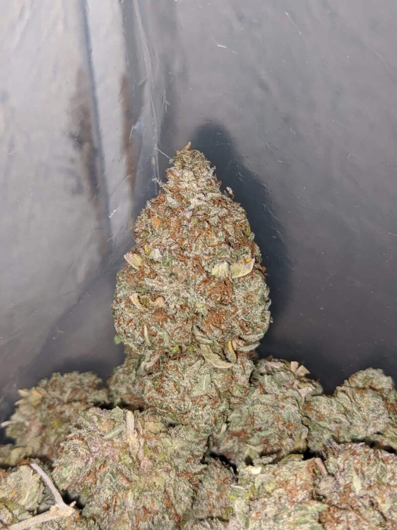 Ice Kush - Image 7