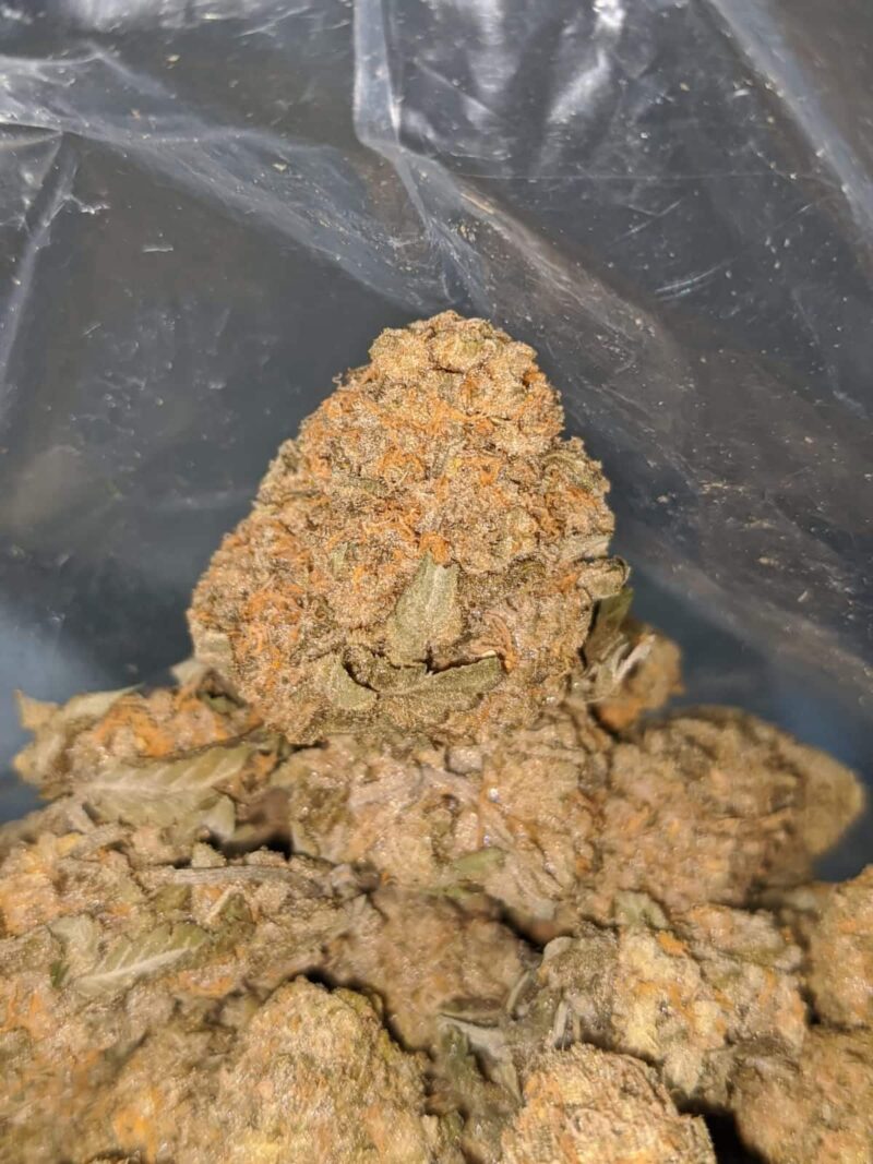 Island Haze - Image 7