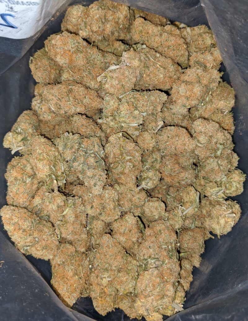 Island Sweet Skunk – *Deal Of The Day* - Image 6