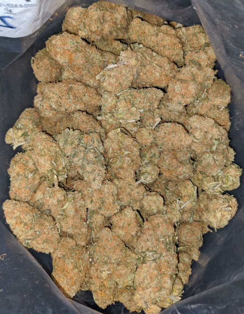 Island Sweet Skunk – *Deal Of The Day* - Image 5