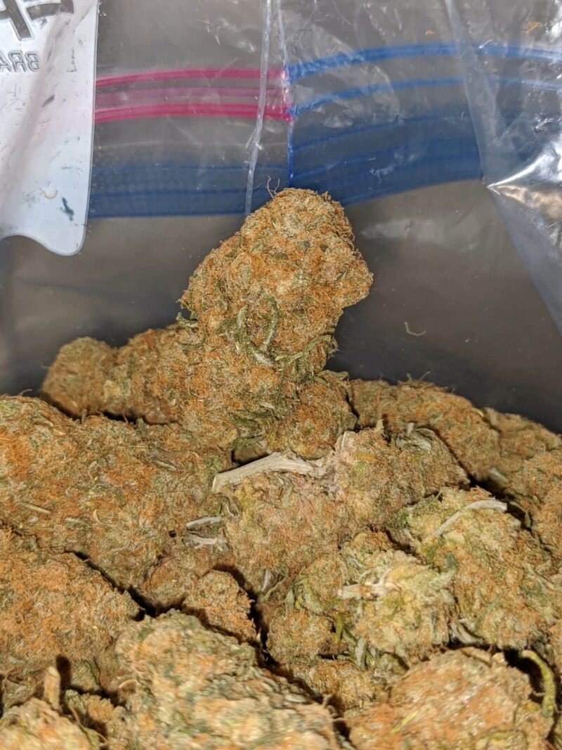 Island Sweet Skunk – *Deal Of The Day* - Image 4