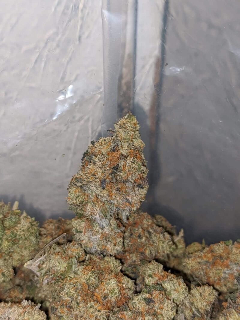 Jack Diesel - Image 4