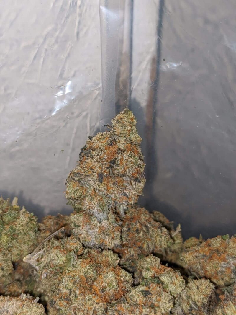 Jack Diesel - Image 7