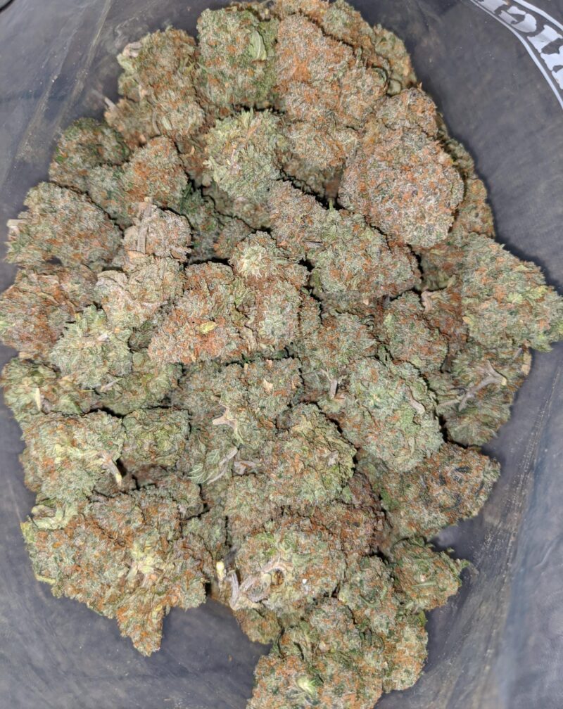 Jelly Bean - Image 5