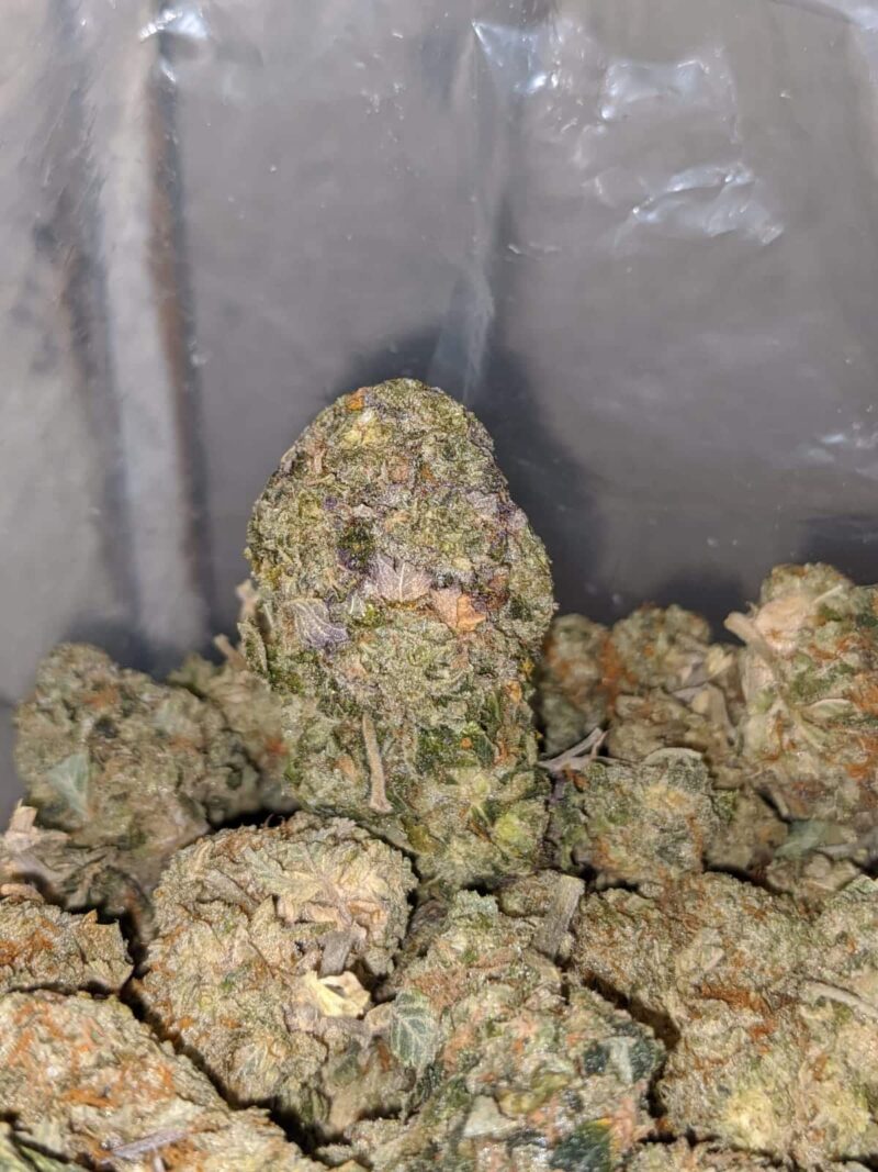 Jungle Breath – *Deal Of The Day* - Image 6