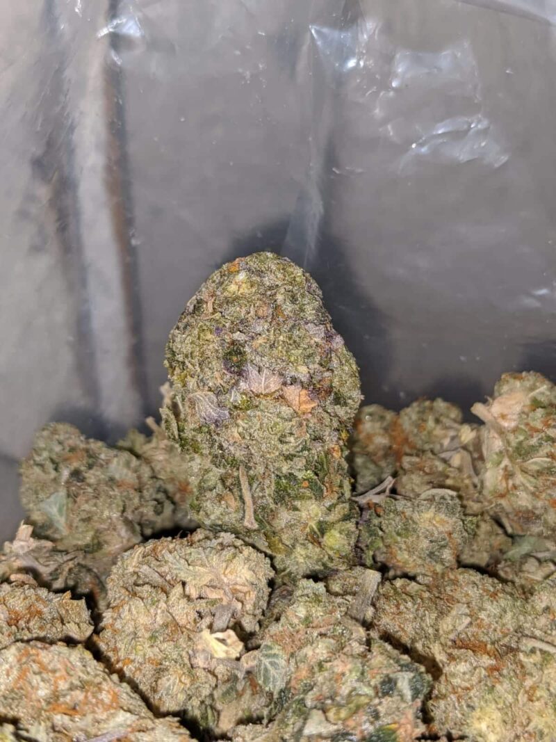 Jungle Breath – *Deal Of The Day* - Image 5
