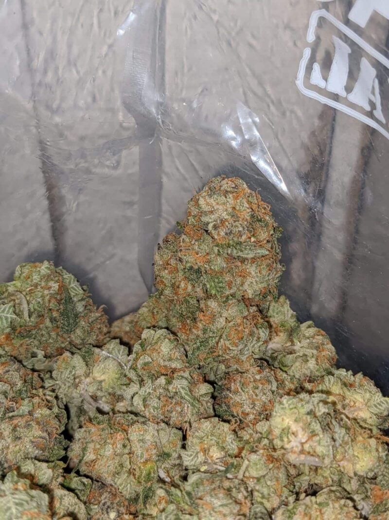 Master Yoda OG - Image 4