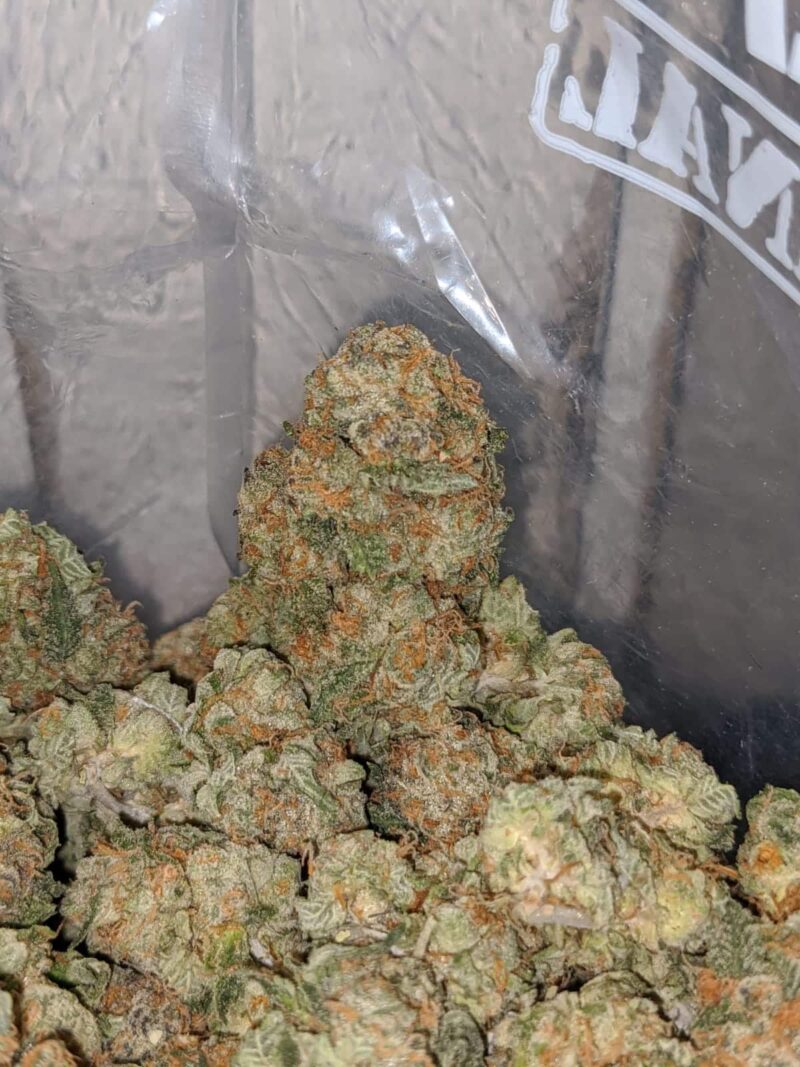 Master Yoda OG - Image 7