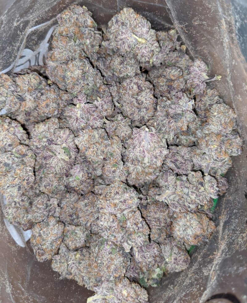 Mendocino Purps – *Deal Of The Day* - Image 6