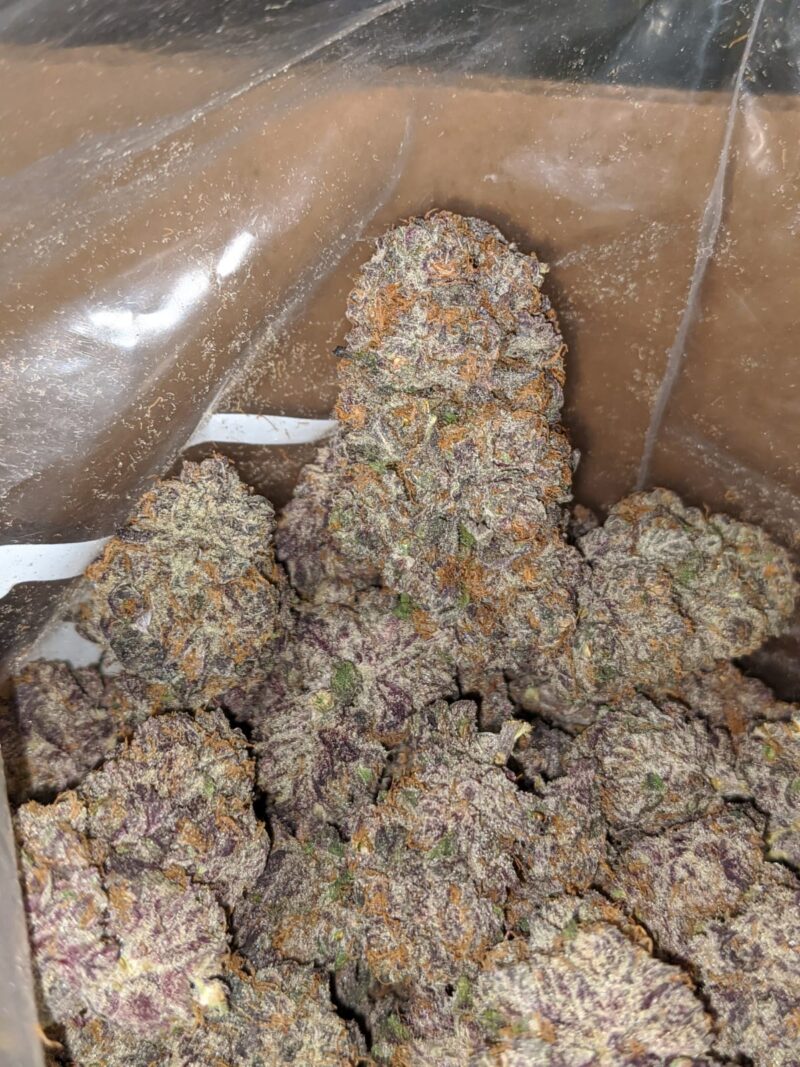 Mendocino Purps – *Deal Of The Day* - Image 4