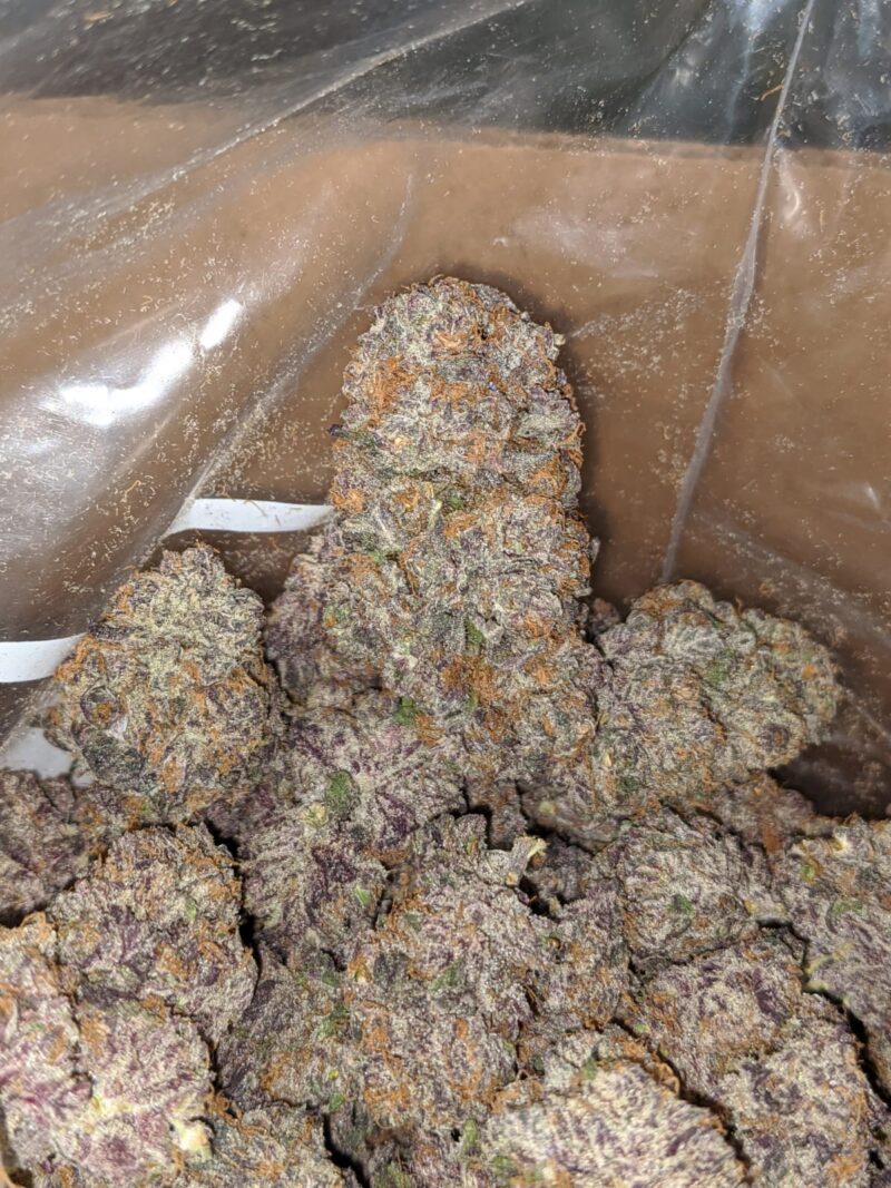 Mendocino Purps – *Deal Of The Day* - Image 7