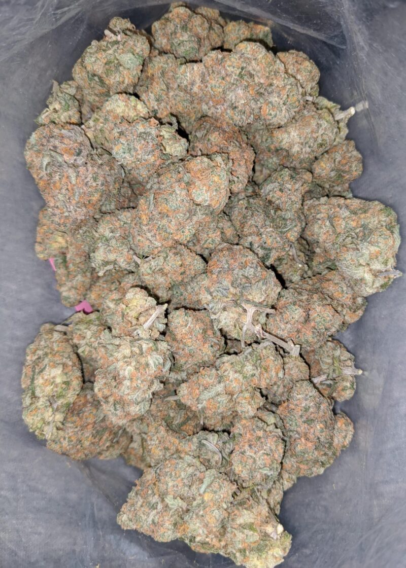 Moby Dick - Image 7