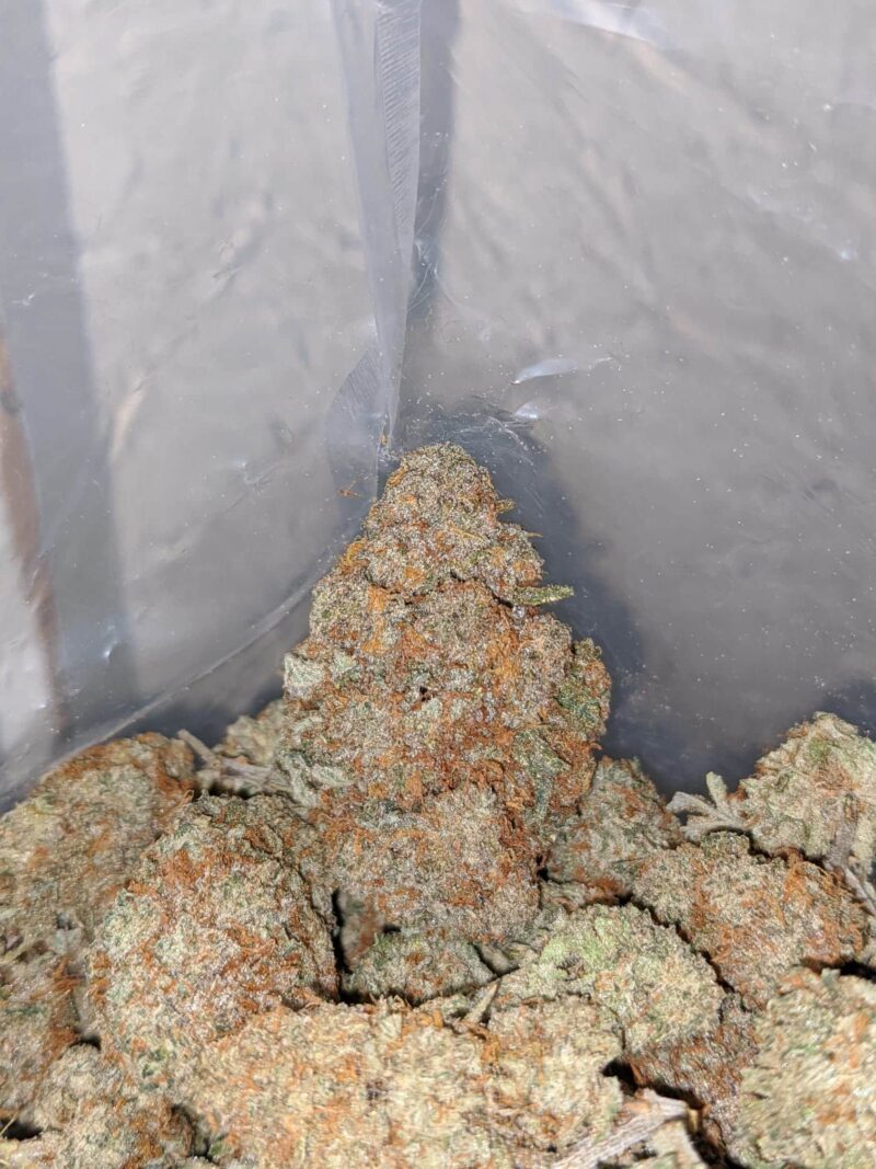 NYC Diesel - Image 5