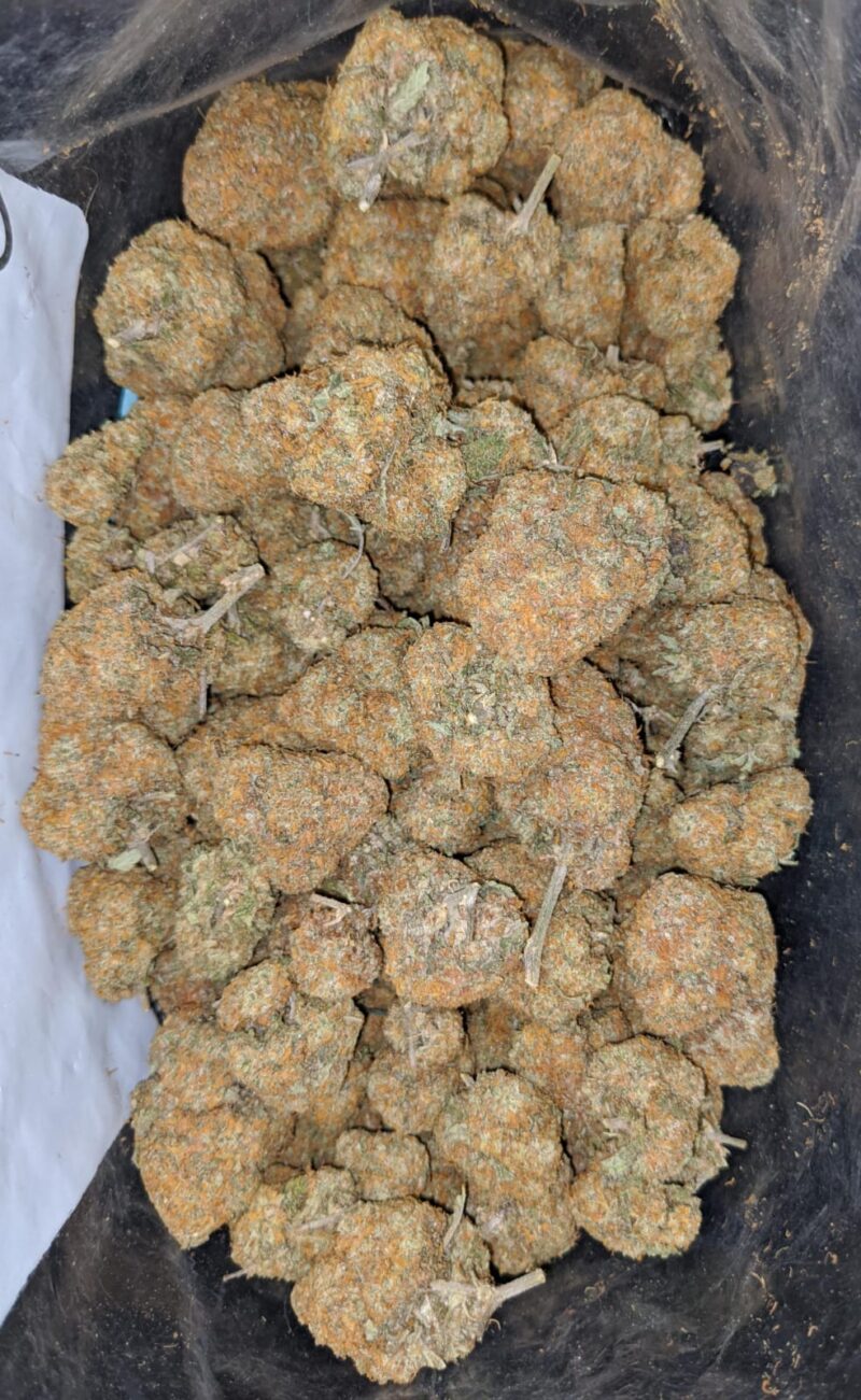 Orange Bud – *Deal Of The Day* - Image 6