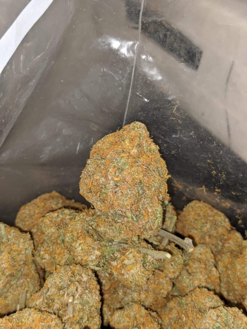 Orange Bud – *Deal Of The Day* - Image 4