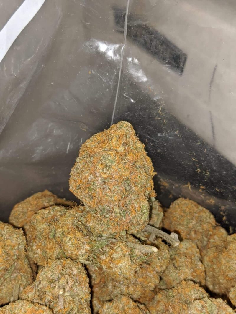 Orange Bud – *Deal Of The Day* - Image 7