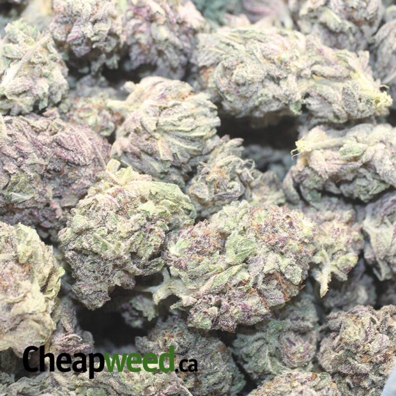 Purple Mamba - Image 3