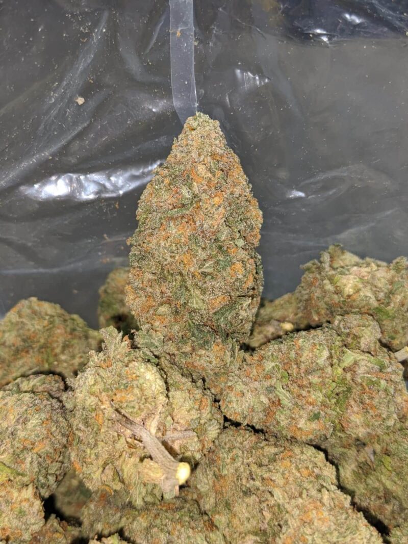Peach Crescendo - Image 5