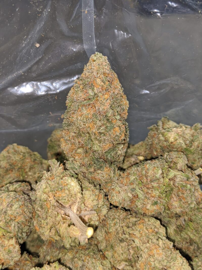 Peach Crescendo - Image 4