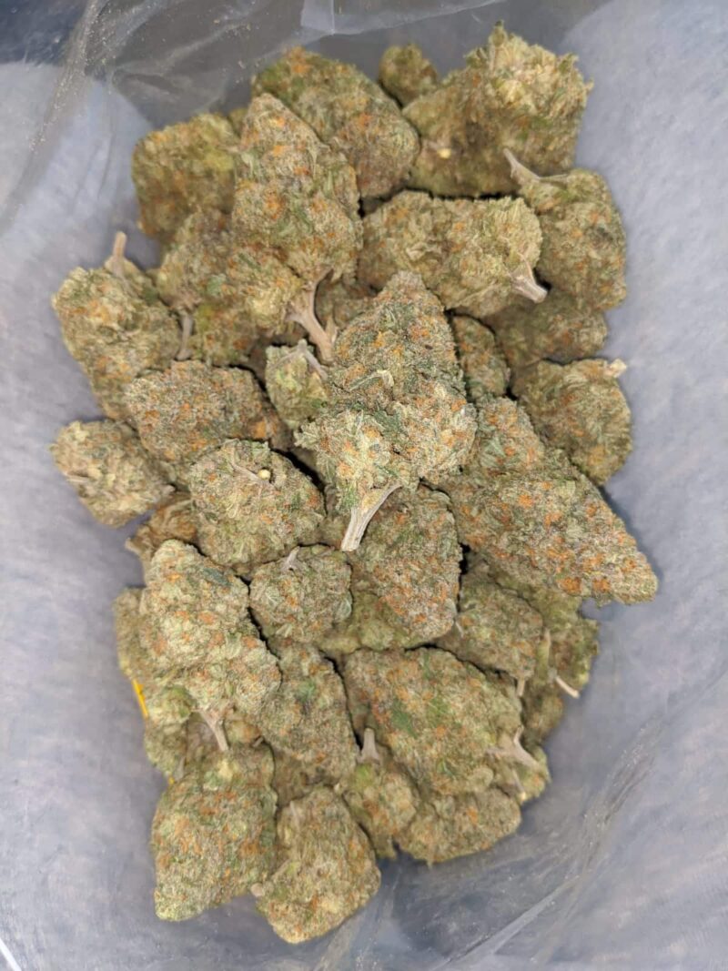 Peach Crescendo - Image 6