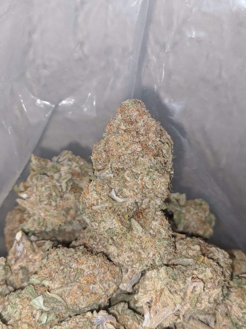 Pineapple Jack - Image 7