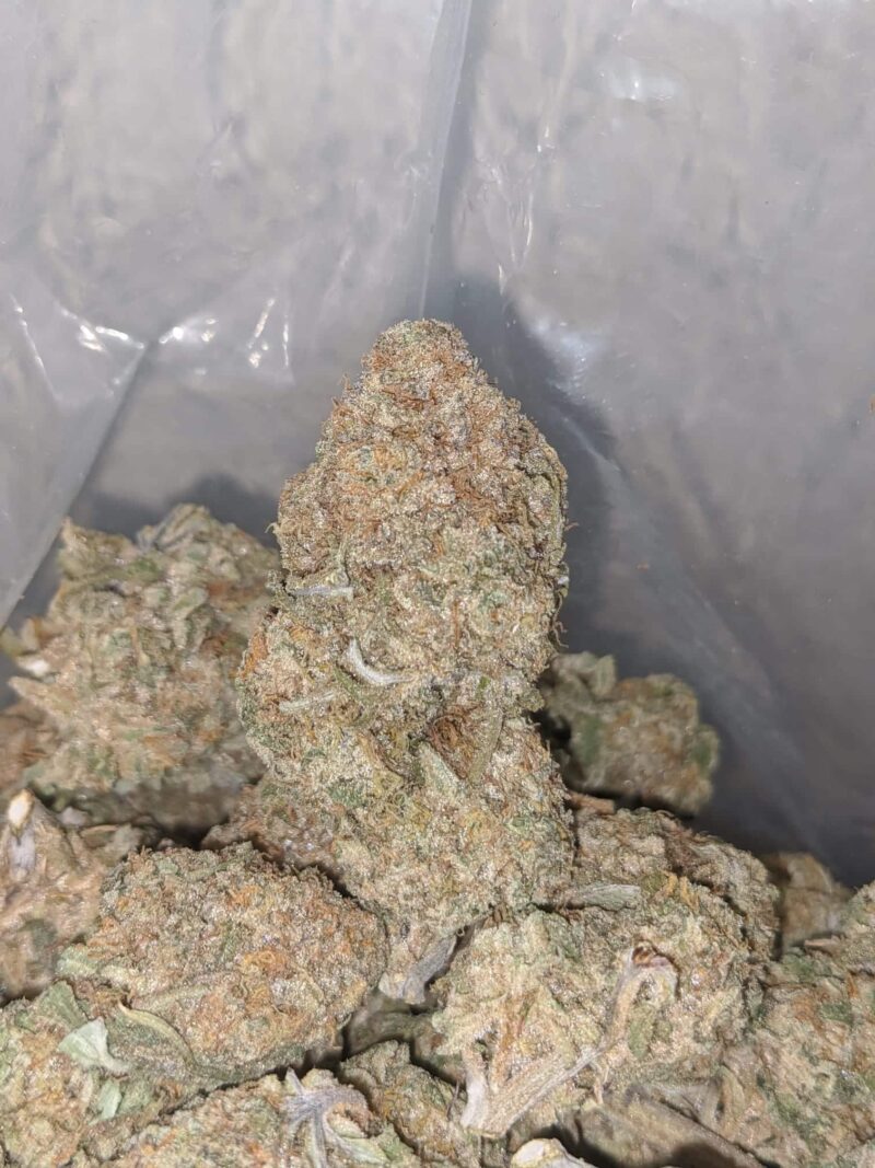 Pineapple Jack - Image 4