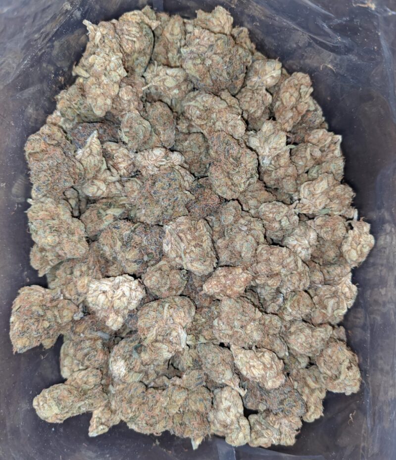 Pugs Breath Bulk Special - Image 5