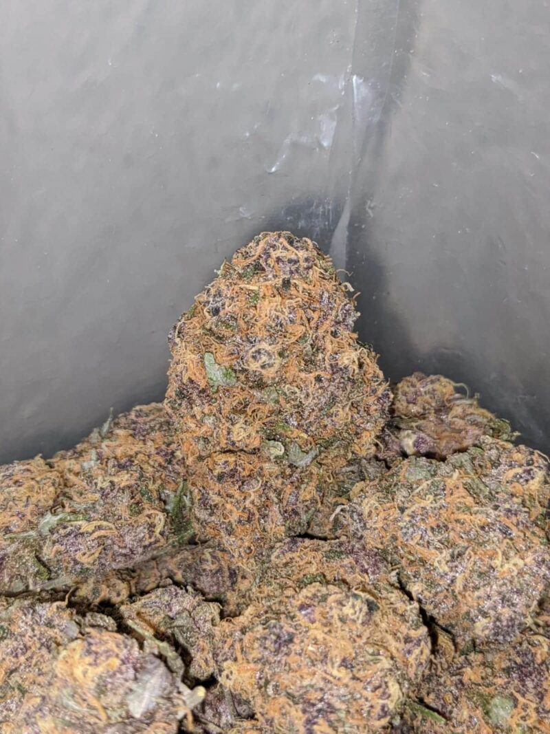 Purple Acai Berry - Image 4