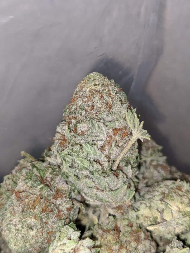 Purple Frost - Image 7