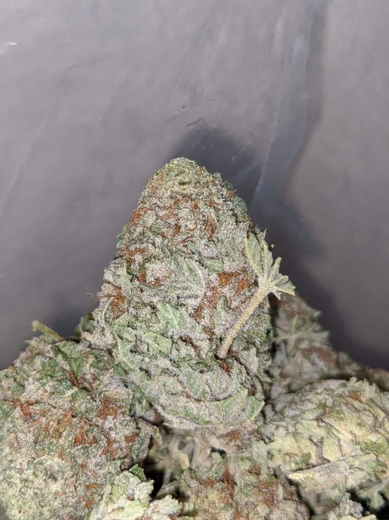 Purple Frost - Image 6