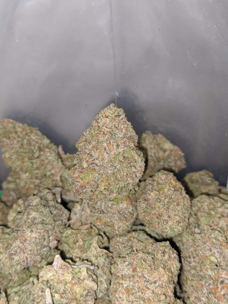 Purple Rhino - Image 7