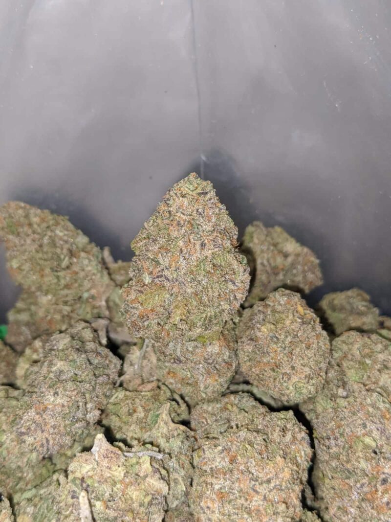 Purple Rhino - Image 6