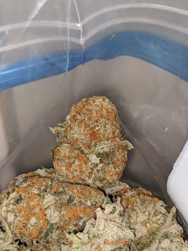 Quantum Kush - Image 7