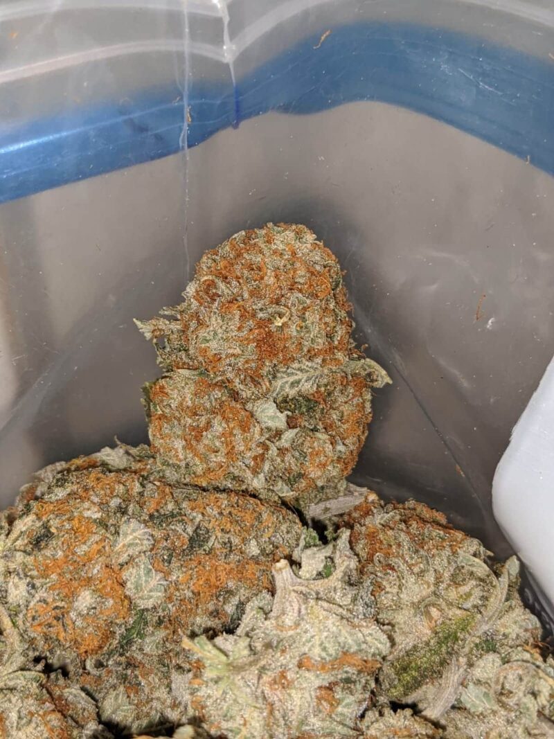 Quantum Kush - Image 6