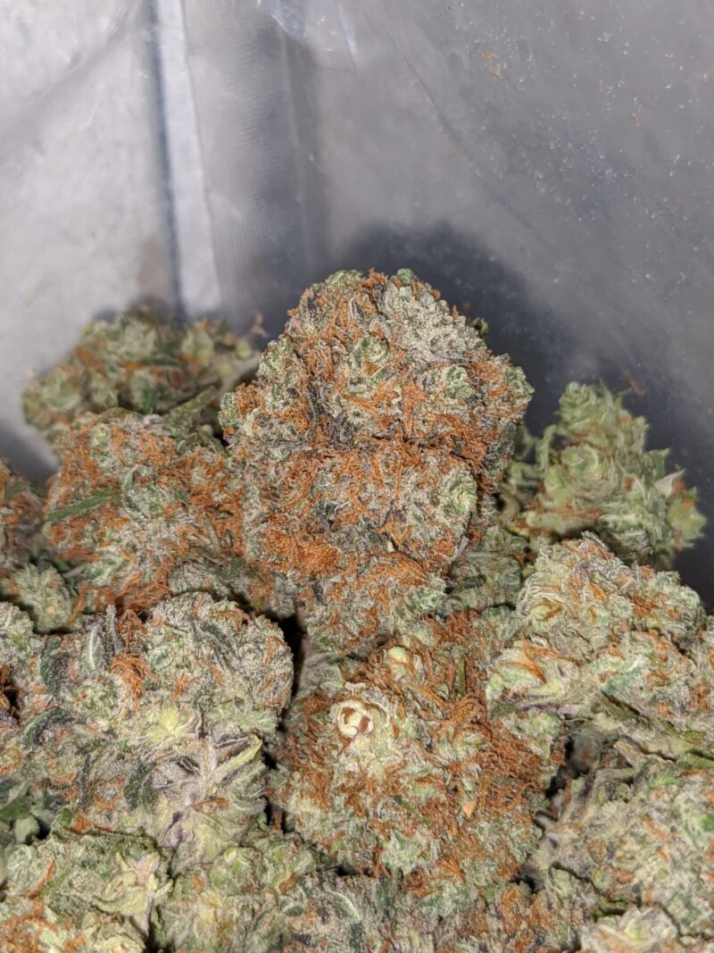 Red Berry – *Deal Of The Day* - Image 6