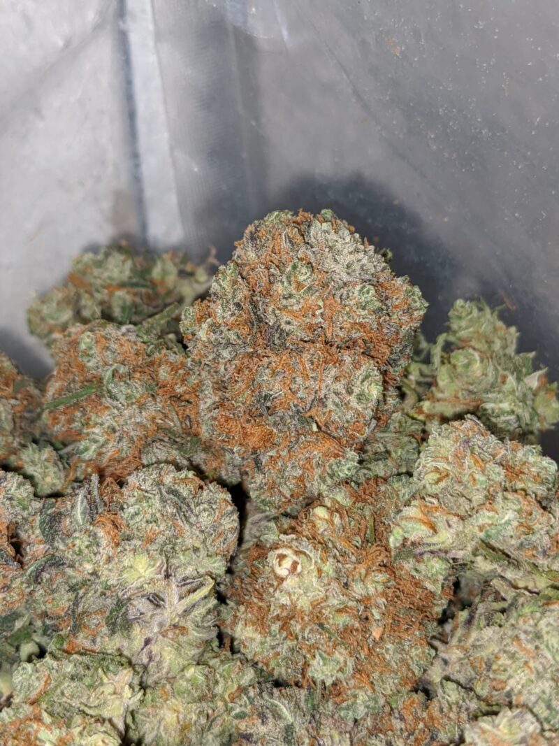 Red Berry – *Deal Of The Day* - Image 5